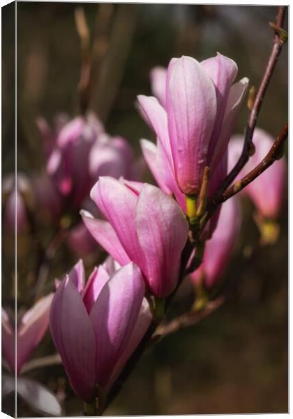 Magnolia Galaxy Flowers Canvas Print by Artur Bogacki