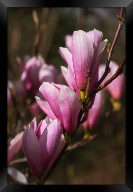 Magnolia Galaxy Flowers Framed Print by Artur Bogacki