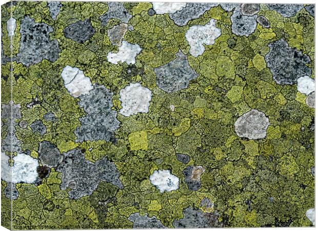 Lichen colonies on rock Canvas Print by Photimageon UK