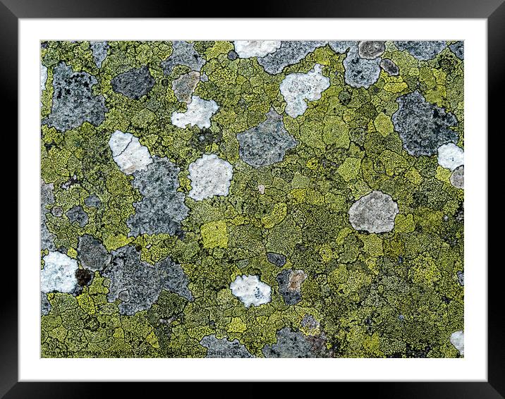 Lichen colonies on rock Framed Mounted Print by Photimageon UK