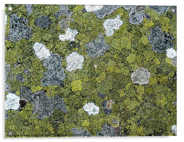 Lichen colonies on rock Acrylic by Photimageon UK