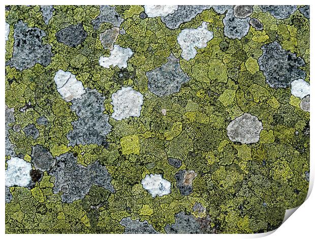 Lichen colonies on rock Print by Photimageon UK