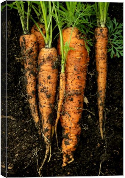 The Carrots  Canvas Print by STEPHEN THOMAS