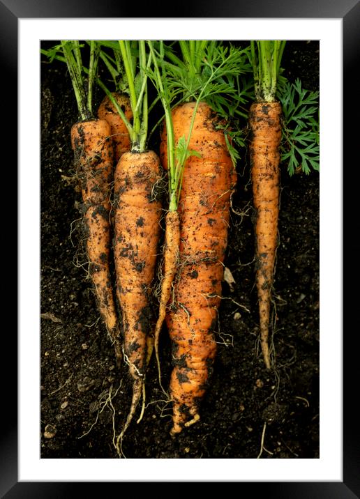 The Carrots  Framed Mounted Print by STEPHEN THOMAS