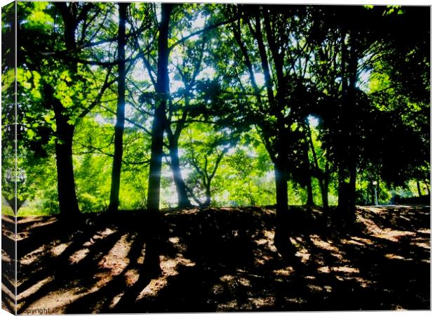 Early Morning Sunshine Canvas Print by Stephanie Moore