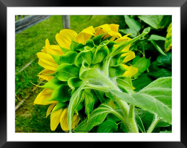 Sunflower  Framed Mounted Print by Stephanie Moore
