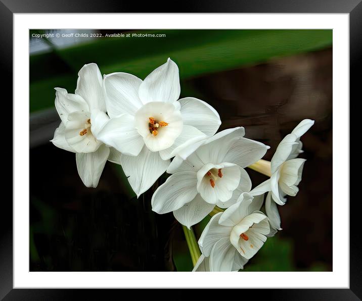 White Daffodils aka Jonquils flower closeup in a g Framed Mounted Print by Geoff Childs