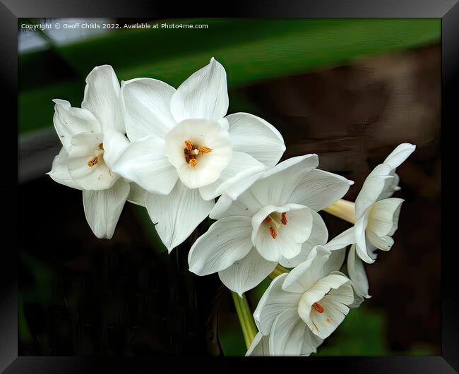 White Daffodils aka Jonquils flower closeup in a g Framed Print by Geoff Childs