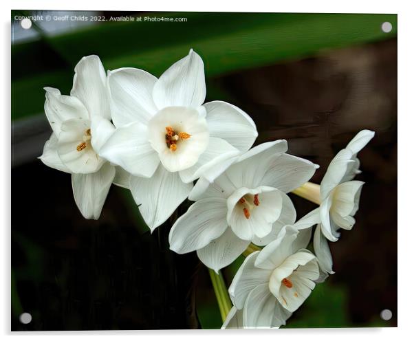 White Daffodils aka Jonquils flower closeup in a g Acrylic by Geoff Childs