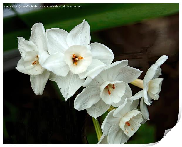White Daffodils aka Jonquils flower closeup in a g Print by Geoff Childs