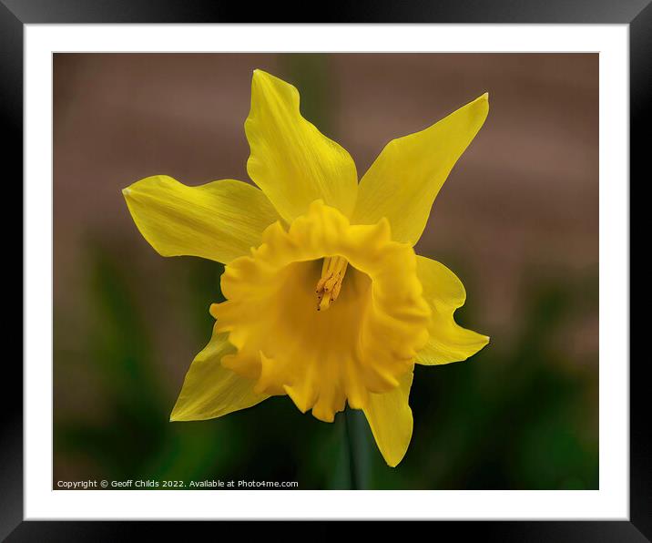  Colourful Yellow Daffodil flower closeup in a gar Framed Mounted Print by Geoff Childs