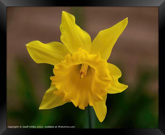  Colourful Yellow Daffodil flower closeup in a gar Framed Print by Geoff Childs