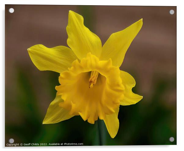  Colourful Yellow Daffodil flower closeup in a gar Acrylic by Geoff Childs