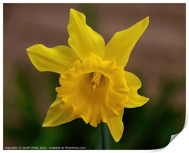  Colourful Yellow Daffodil flower closeup in a gar Print by Geoff Childs