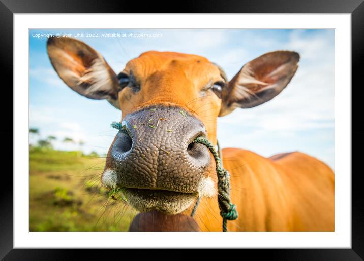 Cute cow closeup Framed Mounted Print by Stan Lihai