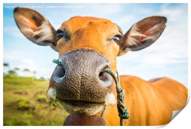 Cute cow closeup Print by Stan Lihai