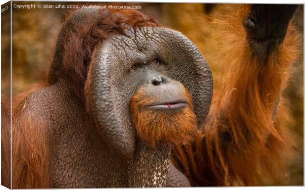 Endangered bornean orangutan  Canvas Print by Stan Lihai