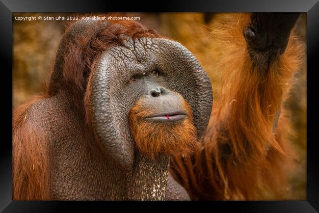 Endangered bornean orangutan  Framed Print by Stan Lihai