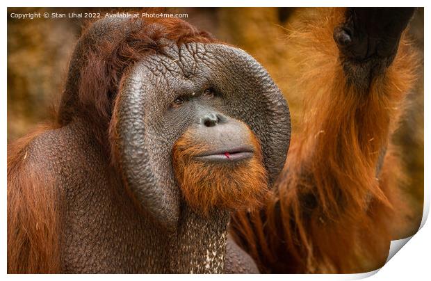 Endangered bornean orangutan  Print by Stan Lihai