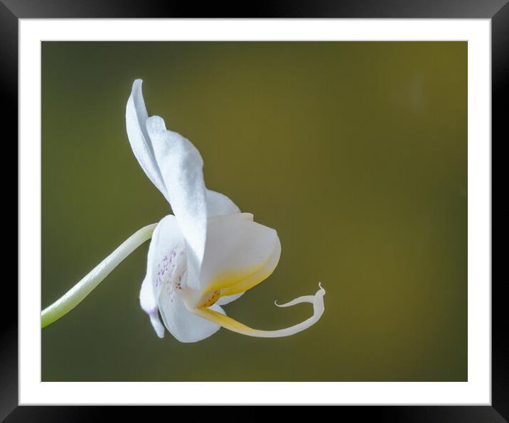 White Orchid. Framed Mounted Print by Bill Allsopp