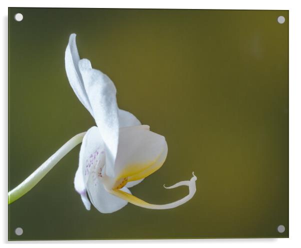 White Orchid. Acrylic by Bill Allsopp