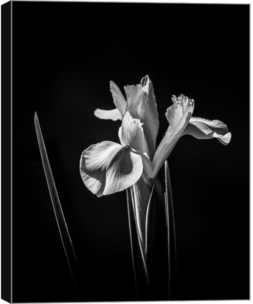 White Iris. Canvas Print by Bill Allsopp