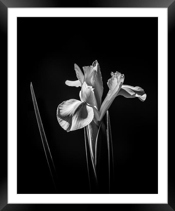 White Iris. Framed Mounted Print by Bill Allsopp