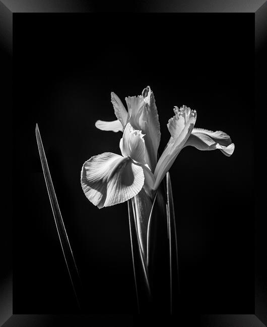 White Iris. Framed Print by Bill Allsopp