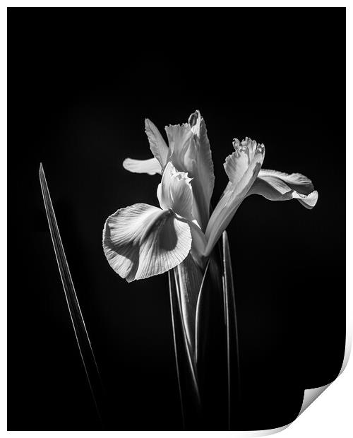White Iris. Print by Bill Allsopp