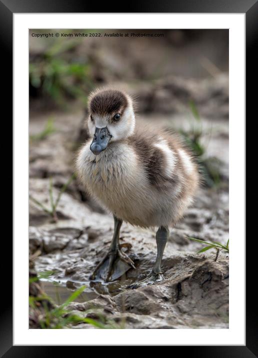 Egyptian gosling looking cute Framed Mounted Print by Kevin White
