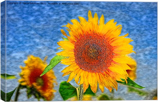 The Sunflower Canvas Print by Taina Sohlman