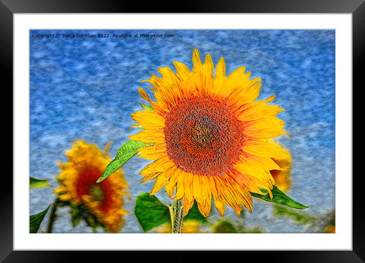 The Sunflower Framed Mounted Print by Taina Sohlman