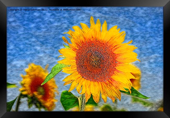 The Sunflower Framed Print by Taina Sohlman