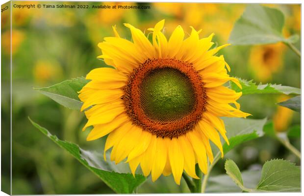 Beautiful Sunflower Growing in Field Canvas Print by Taina Sohlman