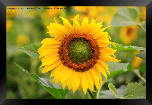 Beautiful Sunflower Growing in Field Framed Print by Taina Sohlman