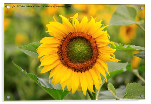 Beautiful Sunflower Growing in Field Acrylic by Taina Sohlman