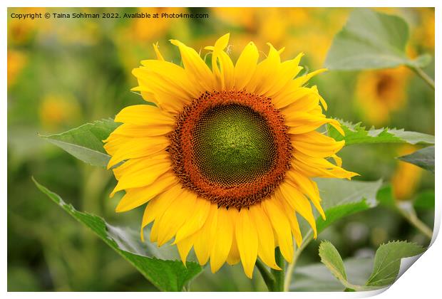 Beautiful Sunflower Growing in Field Print by Taina Sohlman