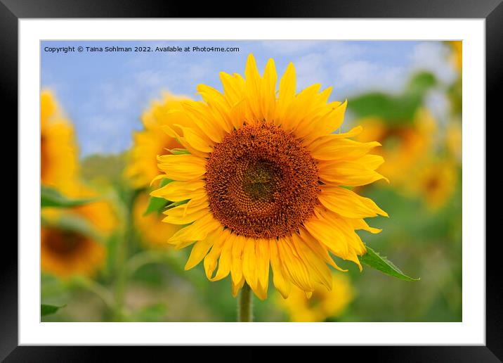 Beautiful Sunflower Framed Mounted Print by Taina Sohlman