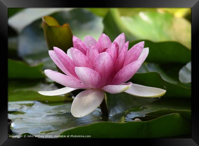 Lily and Lily pads on the water Framed Print by John Withey