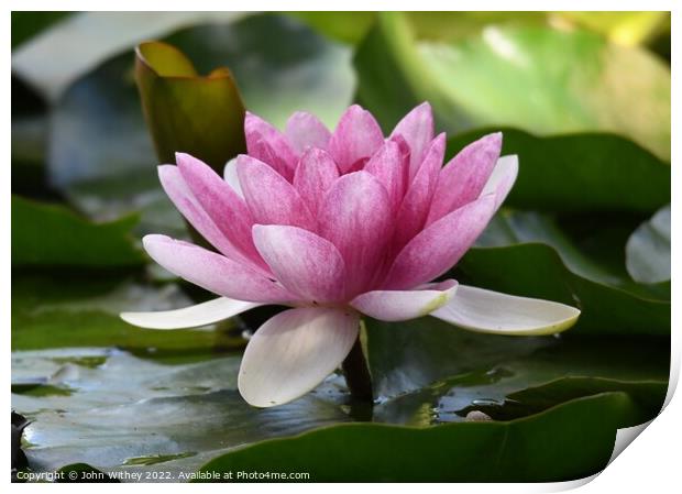 Lily and Lily pads on the water Print by John Withey