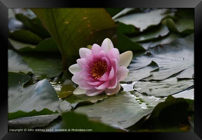 Lily and Lily pads Framed Print by John Withey