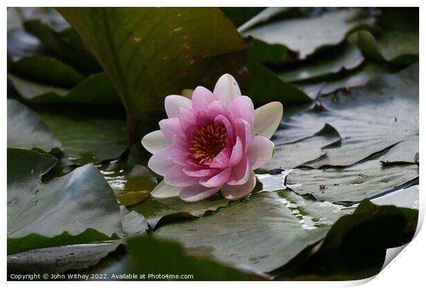 Lily and Lily pads Print by John Withey