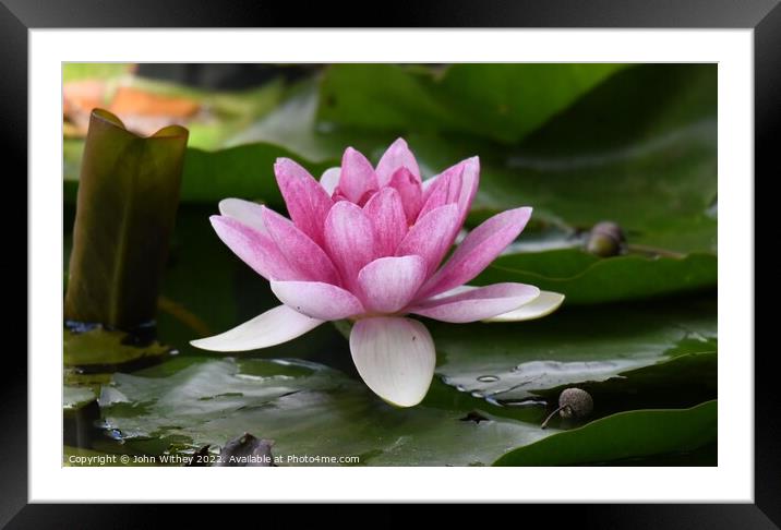 Lily Opened up Framed Mounted Print by John Withey