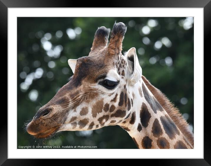 A close up of a giraffe with its mouth closed Framed Mounted Print by John Withey