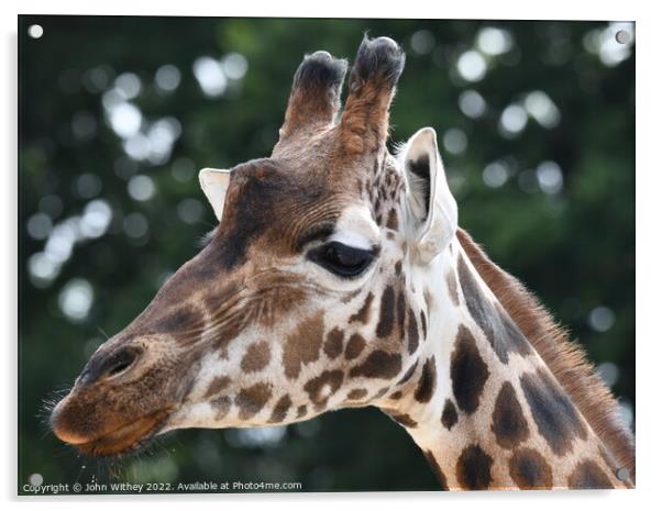 A close up of a giraffe with its mouth closed Acrylic by John Withey