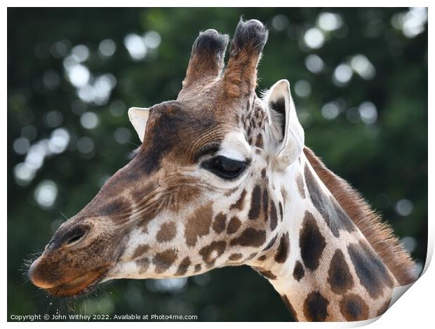 A close up of a giraffe with its mouth closed Print by John Withey
