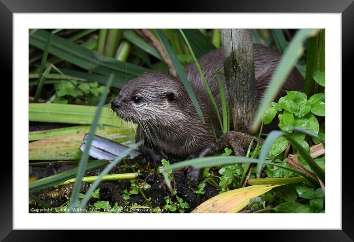 Asian small-clawed Otter in the water Framed Mounted Print by John Withey