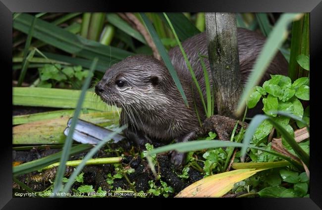 Asian small-clawed Otter in the water Framed Print by John Withey