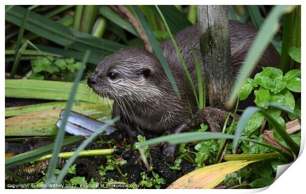Asian small-clawed Otter in the water Print by John Withey