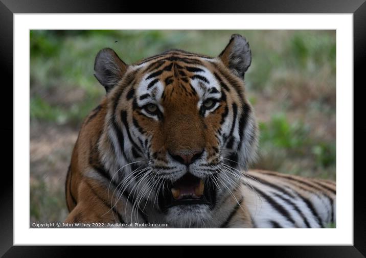 Tiger Face on  Framed Mounted Print by John Withey